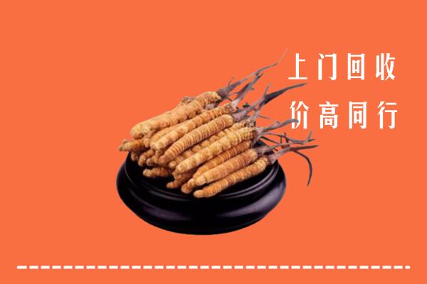 高价求购：厦门市集美区回收散虫草